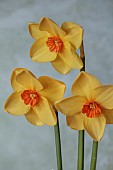 ESKER FARM DAFFODILS, NORTHERN IRELAND: DAFFODILS, YELLOW, ORANGE, FLOWERS, FLOWERING, BLOOMS, BLOOMING, APRIL, BULBS, NARCISSUS CAPE HELLES