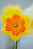 ESKER FARM DAFFODILS, NORTHERN IRELAND: DAFFODILS, FLOWERS, FLOWERING, BLOOMS, BLOOMING, APRIL, BULBS, NARCISSUS MARION PEARCE