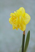 ESKER FARM DAFFODILS, NORTHERN IRELAND: DAFFODILS, FLOWERS, FLOWERING, BLOOMS, BLOOMING, APRIL, BULBS, NARCISSUS ADVANCE PARTY, DOUBLE