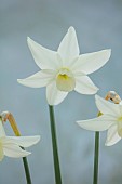ESKER FARM DAFFODILS, NORTHERN IRELAND: DAFFODILS, FLOWERS, FLOWERING, BLOOMS, BLOOMING, APRIL, BULBS, NARCISSUS FLYING ANGELS