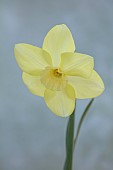 ESKER FARM DAFFODILS, NORTHERN IRELAND: DAFFODILS, FLOWERS, FLOWERING, BLOOMS, BLOOMING, APRIL, BULBS, NARCISSUS CHORTLE