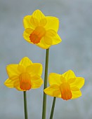 ESKER FARM DAFFODILS, NORTHERN IRELAND: DAFFODILS, FLOWERS, FLOWERING, BLOOMS, BLOOMING, APRIL, BULBS, NARCISSUS 4010