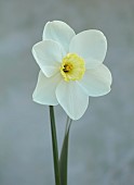 ESKER FARM DAFFODILS, NORTHERN IRELAND: DAFFODILS, FLOWERS, FLOWERING, BLOOMS, BLOOMING, APRIL, BULBS, NARCISSUS ACCOMPLICE