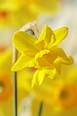ESKER FARM DAFFODILS, NORTHERN IRELAND: DAFFODILS, FLOWERS, FLOWERING, BLOOMS, BLOOMING, APRIL, BULBS, NARCISSUS KATHY A