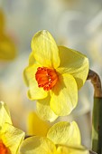 ESKER FARM DAFFODILS, NORTHERN IRELAND: DAFFODILS, FLOWERS, FLOWERING, BLOOMS, BLOOMING, APRIL, BULBS, NARCISSUS ANNA PANNA