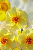 ESKER FARM DAFFODILS, NORTHERN IRELAND: DAFFODILS, FLOWERS, FLOWERING, BLOOMS, BLOOMING, APRIL, BULBS, NARCISSUS ANNA PANNA