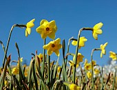 ESKER FARM DAFFODILS, NORTHERN IRELAND: DAFFODILS, FLOWERS, FLOWERING, BLOOMS, BLOOMING, APRIL, BULBS, NARCISSUS ICED LEMON
