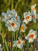 ESKER FARM DAFFODILS, NORTHERN IRELAND: DAFFODILS, FLOWERS, FLOWERING, BLOOMS, BLOOMING, APRIL, BULBS, NARCISSUS PICKET POST