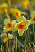 ESKER FARM DAFFODILS, NORTHERN IRELAND: DAFFODILS, FLOWERS, FLOWERING, BLOOMS, BLOOMING, APRIL, BULBS, NARCISSUS PRATINCOLE