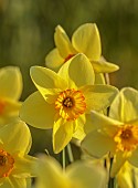 ESKER FARM DAFFODILS, NORTHERN IRELAND: DAFFODILS, FLOWERS, FLOWERING, BLOOMS, BLOOMING, APRIL, BULBS, NARCISSUS CAUSEWAY RINGER