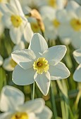 ESKER FARM DAFFODILS, NORTHERN IRELAND: DAFFODILS, FLOWERS, FLOWERING, BLOOMS, BLOOMING, APRIL, BULBS, NARCISSUS ACCOMPLICE