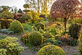 THE LASKETT, HEREFORDSHIRE: APRIL, CLIPPED TOPIARY SHAPES IN SHADY GARDEN, BOX, BEECH, HOLLIES, SERPENTINE WALK, MORNING LIGHT, SUNRISE