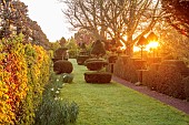 THE LASKETT, HEREFORDSHIRE: APRIL, LAWN, CLIPPED TOPIARY YEW, HEDGES, HEDGING, SUNRISE, MORNING LIGHT, DAWN, BEECH HEDGE