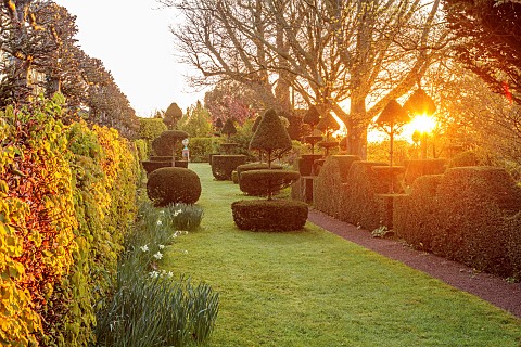 THE_LASKETT_HEREFORDSHIRE_APRIL_LAWN_CLIPPED_TOPIARY_YEW_HEDGES_HEDGING_SUNRISE_MORNING_LIGHT_DAWN_B