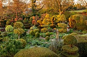 THE LASKETT, HEREFORDSHIRE: APRIL, THE SERPENTINE WALK SEEN FROM THE BELVEDERE, CLIPPED TOPIARY SHAPES, HOLLIES, HOLLY, YEW, SUNRISE, DAWN