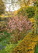 THE LASKETT, HEREFORDSHIRE: APRIL, RAISED WALKWAY, HEDGES, HEDGING, PINK FLOWERED CHAENOMELES