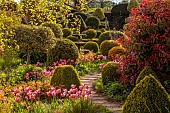 THE LASKETT, HEREFORDSHIRE: APRIL, THE SERPENTINE WALK, SHADY AREA WITH CLIPPED TOPIARY, PINK FLOWRS OF TULIP LIGHT AND DREAMY