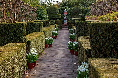 THE_LASKETT_HEREFORDSHIRE_APRIL_WHITE_TULIPS_IN_CONTAINERS_ALONG_THE_ELIZABETH_TUDOR_WALK_BEECH_HEDG