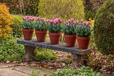 THE_LASKETT_HEREFORDSHIRE_APRIL_STONE_BENCH_WITH_TERRACOTTA_CONTAINERS_PLANTED_WITH_TULIPS_TULIPA_PR