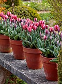 THE LASKETT, HEREFORDSHIRE: APRIL, STONE BENCH WITH TERRACOTTA CONTAINERS PLANTED WITH TULIPS, TULIPA PRETTY PRINCESS, BULBS