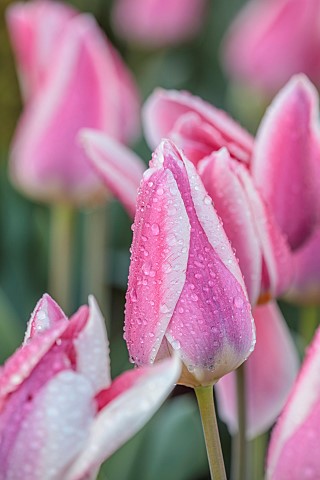 THE_LASKETT_HEREFORDSHIRE_APRIL_PINK_CREAM_FLOWERS_OF_TULIPS_PINK_BLEND_MIX_BULBS