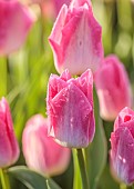 THE LASKETT, HEREFORDSHIRE: APRIL, PINK, CREAM FLOWERS OF TULIPS PINK BLEND MIX, BULBS