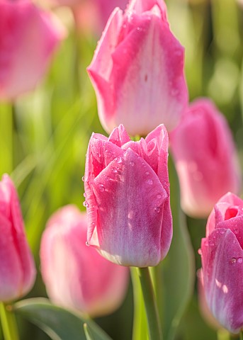 THE_LASKETT_HEREFORDSHIRE_APRIL_PINK_CREAM_FLOWERS_OF_TULIPS_PINK_BLEND_MIX_BULBS
