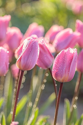 THE_LASKETT_HEREFORDSHIRE_APRIL_PINK_FLOWES_OF_TULIP_LIGHT_AND_DREAMY_BULBS