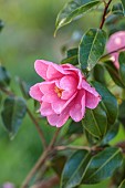 THE LASKETT, HEREFORDSHIRE: APRIL, PINK FLOWERS OF A CAMELLIA IN THE SERPENTINE WALK