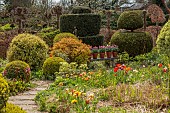 THE LASKETT, HEREFORDSHIRE: APRIL, SERPENTINE WALK, TULIP SUN LOVER, CLIPPED TOPIARY SHAPES, PATHS