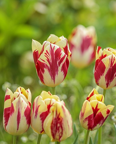 THE_LASKETT_HEREFORDSHIRE_APRIL_PALE_PINK_CREAM_FLOWERS_OF_TULIP_SINGLE_LATE_TULIPA_GRAND_PERFECTION