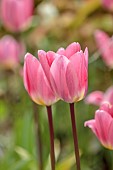 THE LASKETT, HEREFORDSHIRE: APRIL, PINK, CREAM FLOWERS OF TULIP LIGHT AND DREAMY, BULBS