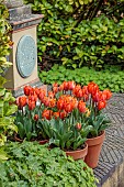 THE LASKETT, HEREFORDSHIRE: APRIL, ORANGE FLOWERS OF TULIP TRIUMPH FIRE QUEEN IN TERRACOTTA CONTAINERS, BULBS