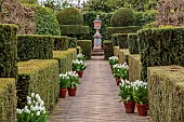 THE LASKETT, HEREFORDSHIRE: APRIL, WHITE TULIPS IN CONTAINERS ALONG THE ELIZABETH TUDOR WALK, BEECH HEDGE, YEW HEDGE