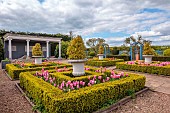 THE LASKETT, HEREFORDSHIRE: APRIL, THE COLONNADE COURT, CLIPPED BOX PARTERRE, BLUE WOODEN ARCH, TULIPS PINK BLEND MIX, BULBS