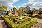 THE LASKETT, HEREFORDSHIRE: APRIL, THE COLONNADE COURT, CLIPPED BOX PARTERRE, BLUE WOODEN ARCH, TULIPS PINK BLEND MIX, BULBS