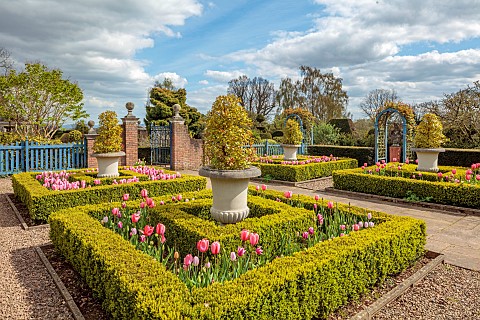 THE_LASKETT_HEREFORDSHIRE_APRIL_THE_COLONNADE_COURT_CLIPPED_BOX_PARTERRE_BLUE_WOODEN_ARCH_TULIPS_PIN