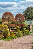 THE LASKETT, HEREFORDSHIRE: APRIL, MAIN ENTRANCE BORDER, TULIPS, CLIPPED TOPIARY BEECH, BOX, YEW