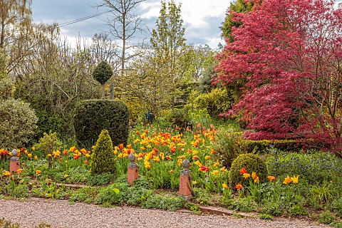 THE_LASKETT_HEREFORDSHIRE_APRIL_BORDER_WITH_CLIPPED_TOPIARY_YEW_MAPLE_TULIPS_TULIPA_EL_NINO_BULBS