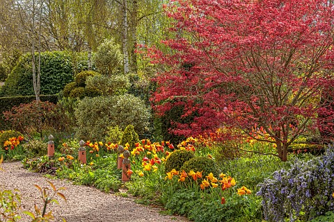 THE_LASKETT_HEREFORDSHIRE_APRIL_BORDER_WITH_CLIPPED_TOPIARY_YEW_MAPLE_TULIPS_TULIPA_EL_NINO_BULBS