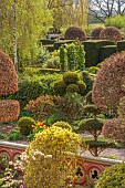 THE LASKETT, HEREFORDSHIRE: APRIL, VIEW FROM HOUSE ACROSS THE GARDEN, CLIPPED TOPIARY SHAPES, HEDGES, HEDGING, WALL, BIRCH TREES