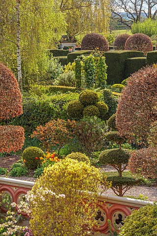 THE_LASKETT_HEREFORDSHIRE_APRIL_VIEW_FROM_HOUSE_ACROSS_THE_GARDEN_CLIPPED_TOPIARY_SHAPES_HEDGES_HEDG