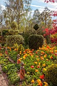 THE LASKETT, HEREFORDSHIRE: APRIL, BORDER WITH CLIPPED TOPIARY YEW, MAPLE, TULIPS, TULIPA EL NINO, BULBS