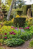 THE LASKETT, HEREFORDSHIRE: APRIL, THE SERPENTINE WALK, SHADY AREA WITH CLIPPED YEW TOPIARY, PURPLE FLOWRS OF TULIP SHOWCASE, BLUEBELLS