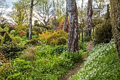 THE LASKETT, HEREFORDSHIRE: APRIL, THE SERPENTINE WALK, SHADY AREA WITH CLIPPED TOPIARY SHAPES, PURPLE FLOWRS OF TULIP SHOWCASE, BIRCHES, PATH