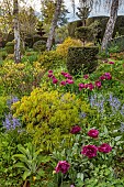 THE LASKETT, HEREFORDSHIRE: APRIL, THE SERPENTINE WALK, SHADY AREA WITH CLIPPED YEW TOPIARY, PURPLE FLOWRS OF TULIP SHOWCASE, BLUEBELLS, ACER, MAPLE