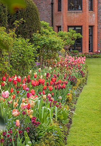 CHENIES_MANOR_BUCKINGHAMSHIRE_APRIL_TULIPS_BULBS_BORDER_UP_TO_MANOR_WITH_TULIPS_LAWN