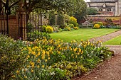 CHENIES MANOR, BUCKINGHAMSHIRE: APRIL, TULIPS, BULBS, YELLOW FLOWERS, BLOOMS OF NARCISSUS, DAFFODILS IN BORDER, LAWN, WALLS, WALLED GARDEN
