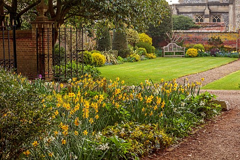 CHENIES_MANOR_BUCKINGHAMSHIRE_APRIL_TULIPS_BULBS_YELLOW_FLOWERS_BLOOMS_OF_NARCISSUS_DAFFODILS_IN_BOR