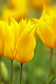 CHENIES MANOR, BUCKINGHAMSHIRE: APRIL, TULIPS, BULBS, YELLOW FLOWERS OF TULIPA WESTPOINT